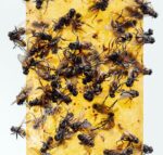 Sticky Fly Trap - Image 8