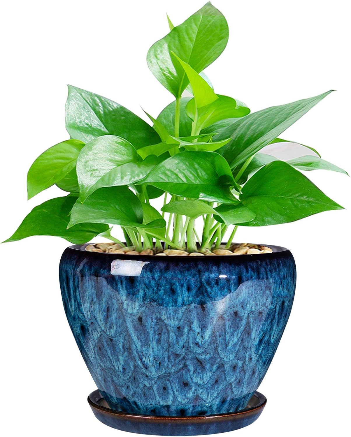 Glazed Ceramic Succulent Planter with Saucer, 6 inch